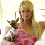 Paris Hilton und ihre Hunde